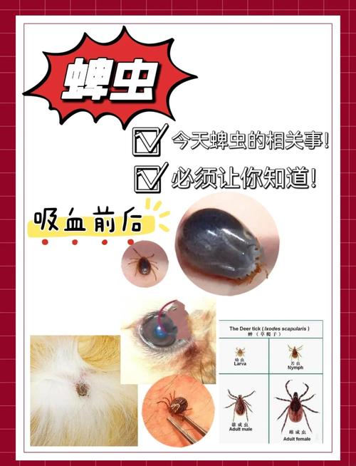 蜱虫长什么样？和臭虫啥区别？附除蜱虫方法及河南超常规病例