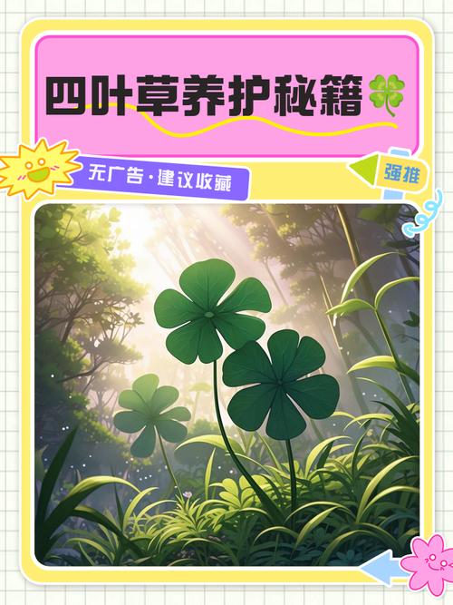 四叶草放卧室怎么样及如何养，你知道吗？