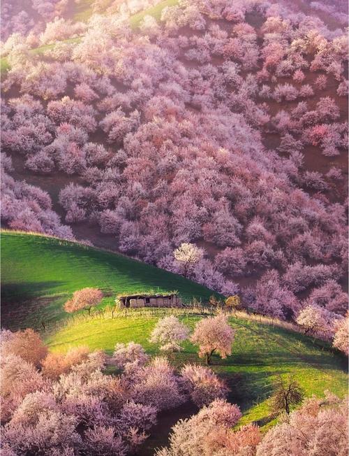 伊犁杏花沟几月去最美？最佳观赏期及花期特点全知道